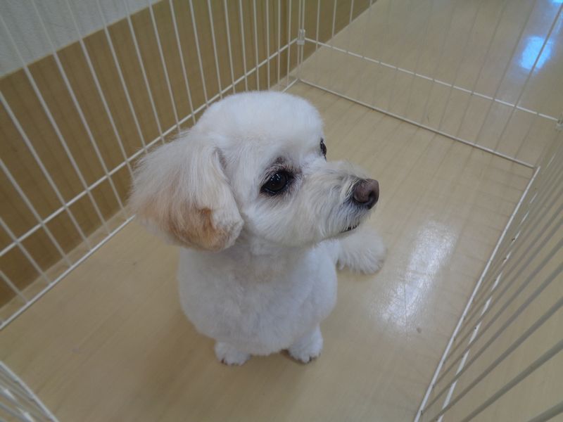 ドムちゃん