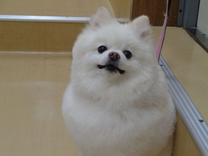 コハルちゃん