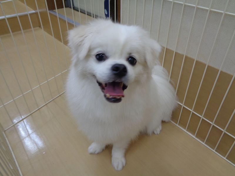 モプちゃん