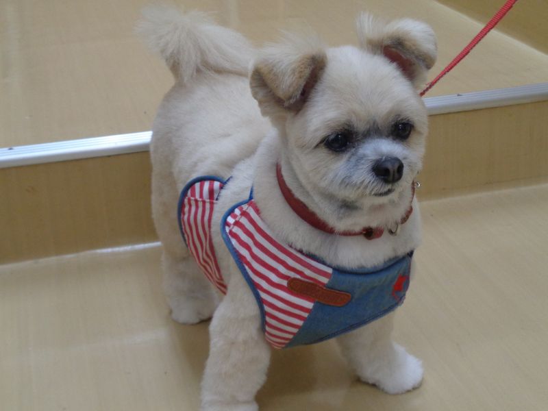 ランちゃん
