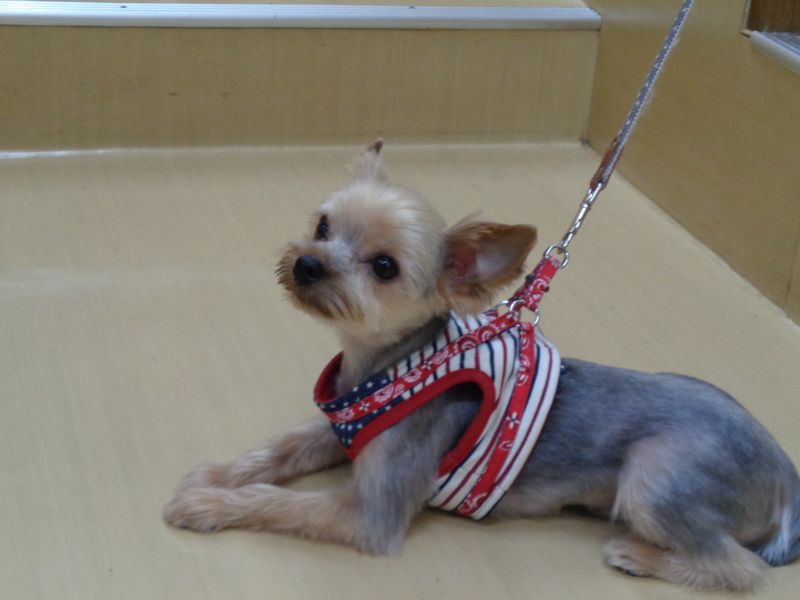 まんぷくちゃん