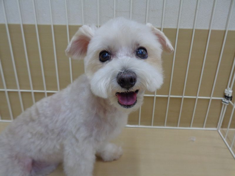 モカちゃん モカちゃん