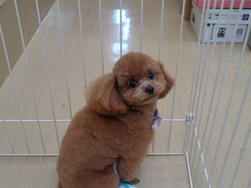 ふうちゃん ふうちゃん