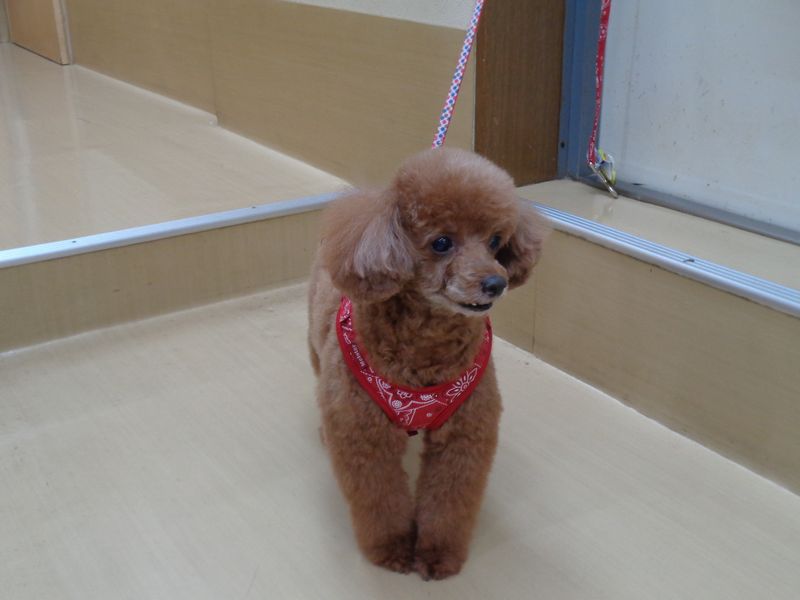 モチャちゃん