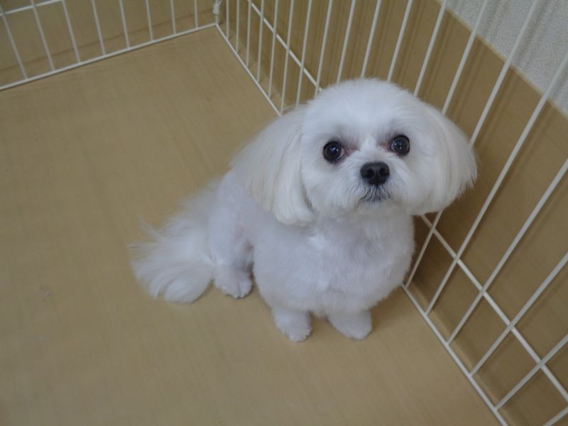 ラムネちゃん